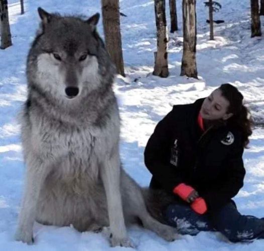 Majestic Encounter: Enormous Wolf Locks Eyes with Woman in a Captivating Moment