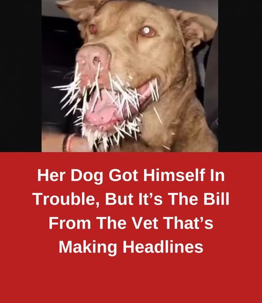 Paws and Bills: A Dog’s Misadventure Takes a Financial Turn in Viral Vet Invoice Headlines