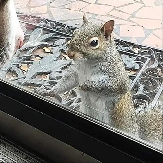 Window Whispers: A Daily Squirrel Ritual Unveils Eight Years of Unspoken Communication