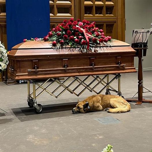 Devoted Dog Curls Up Beside Gordon Lightfoot’s Casket During Memorial Service in Homage to His Love for Dogs