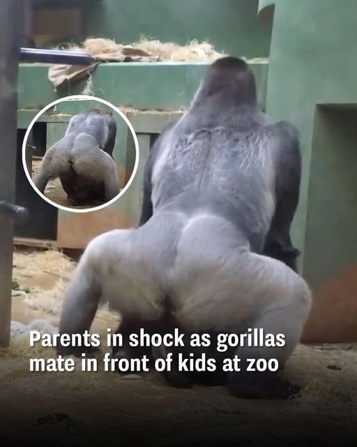 Parents Are Horrified When 2 Gorillas Get Busy In Front Of The Kids.