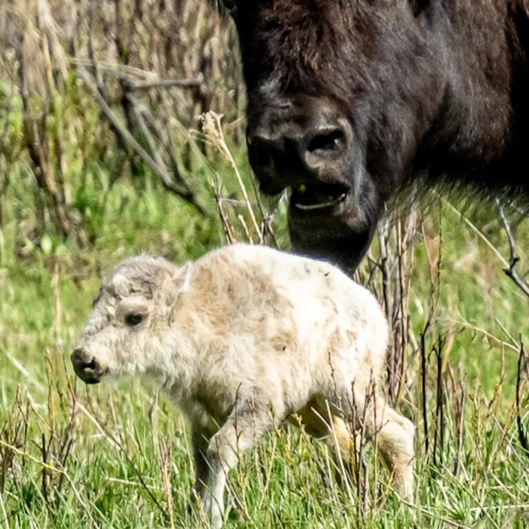 Rare white bison calf reportedly born in Yellowstone National Park: “A blessing and warning”