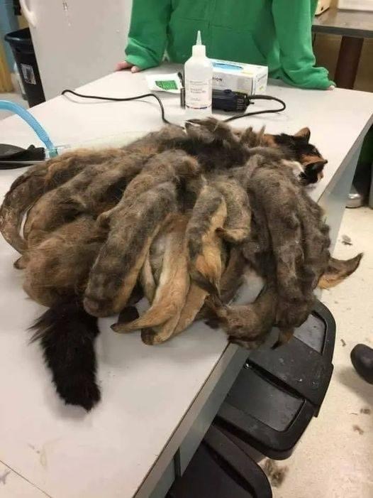 When they found this unfortunate creature on the street, they immediately realized it was in grave danger.