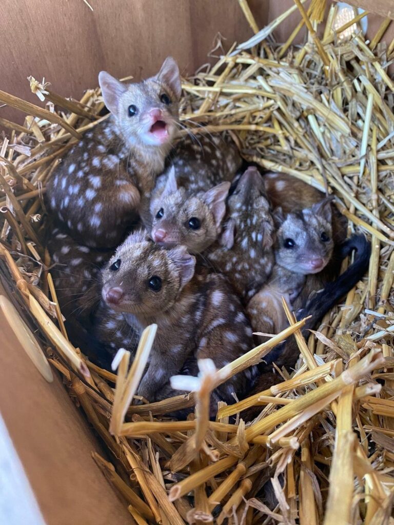 Gang finds unusually spiky creatures in nest – takes a closer look and jaws drop when they realize what kind of animals they are – OMG