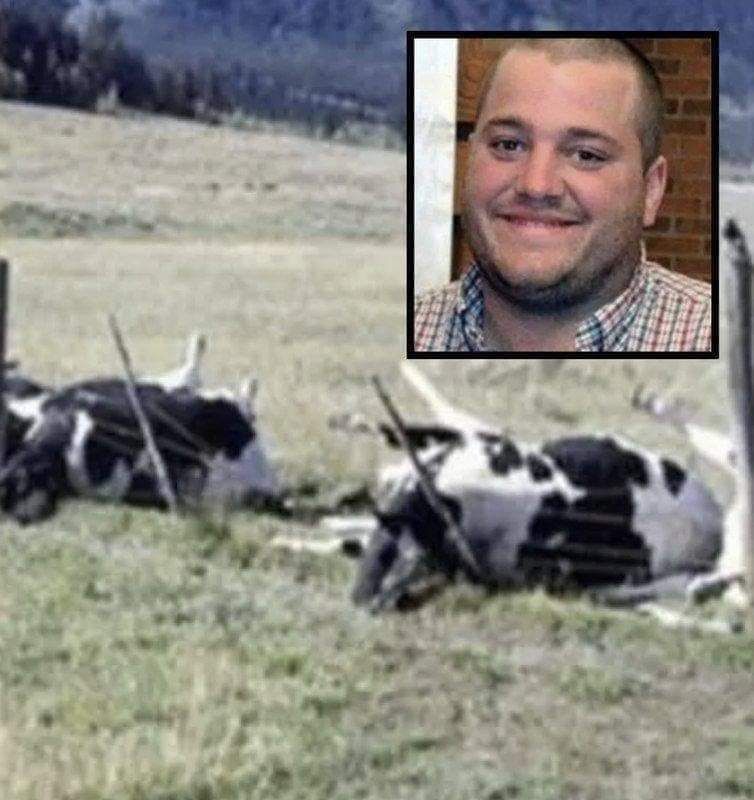 Farmer And 16 Cows Found Dead, Cause Of Death Finally Discovered