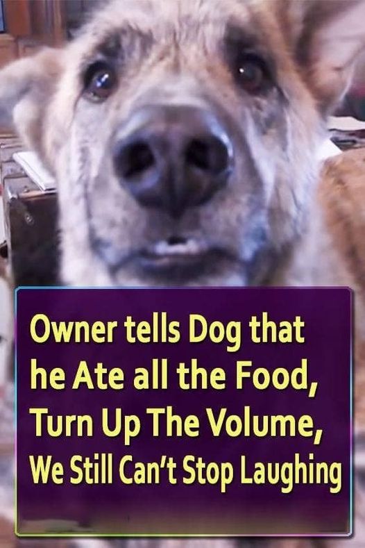 Owner tells Dog that he Ate all the Food, Turn Up The Volume — We Still Can’t Stop Laughing (VIDEO)